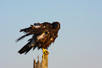Juvenile Bald Eagle